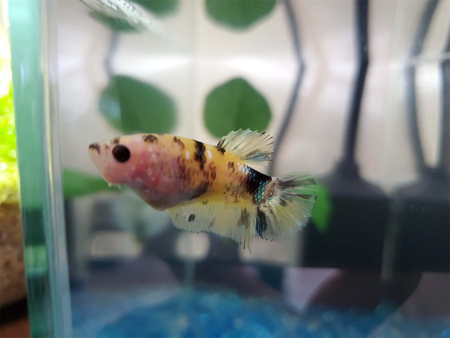 f:id:aquarium_asakura:20201001215145j:image