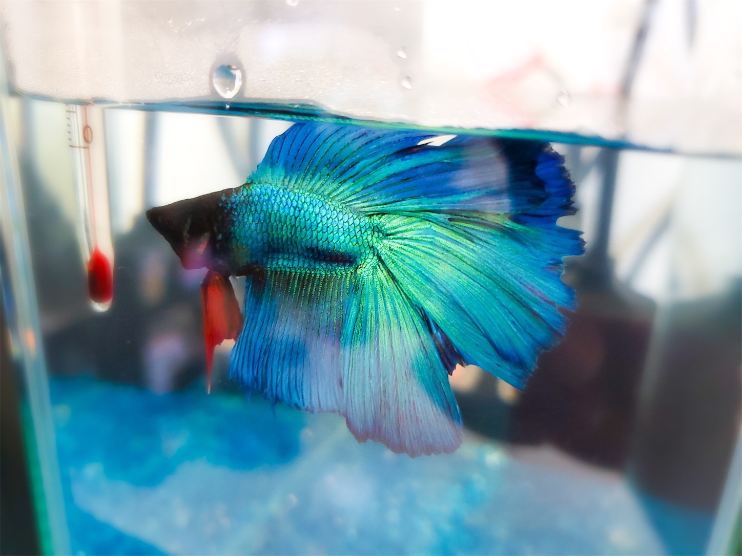 f:id:aquarium_asakura:20201001215149j:image