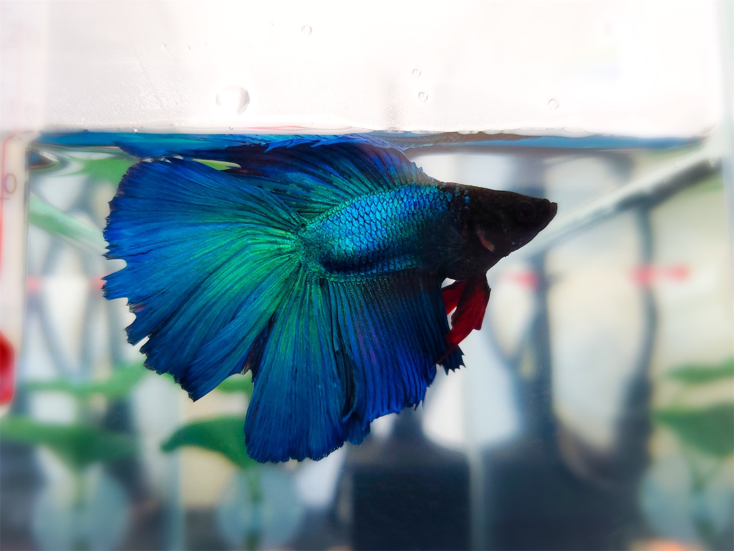 f:id:aquarium_asakura:20201001215154j:image