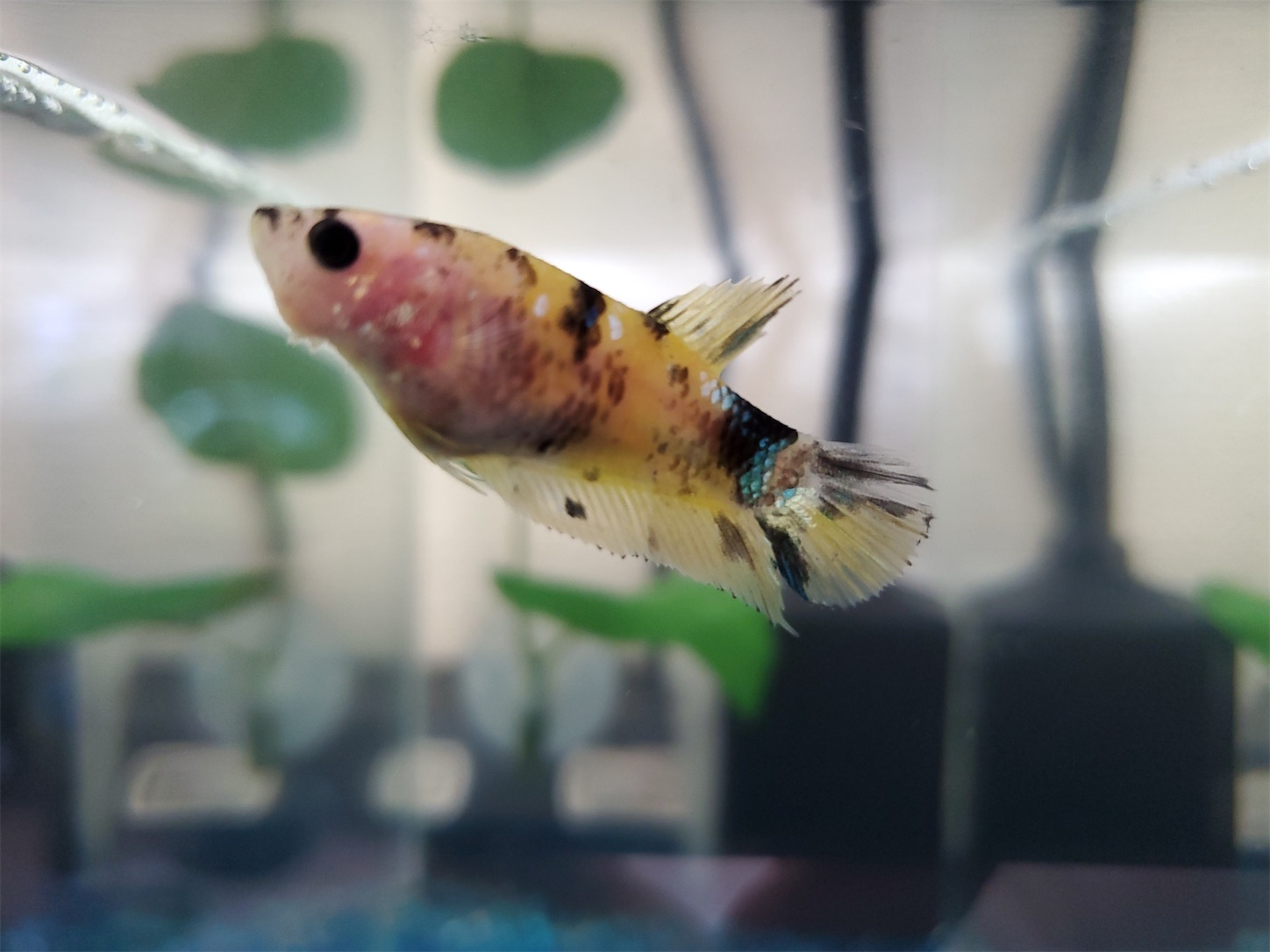 f:id:aquarium_asakura:20201001215207j:image