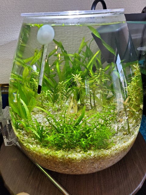 f:id:aquarium_asakura:20201014212135j:image