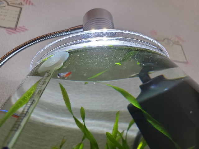 f:id:aquarium_asakura:20201014212152j:image