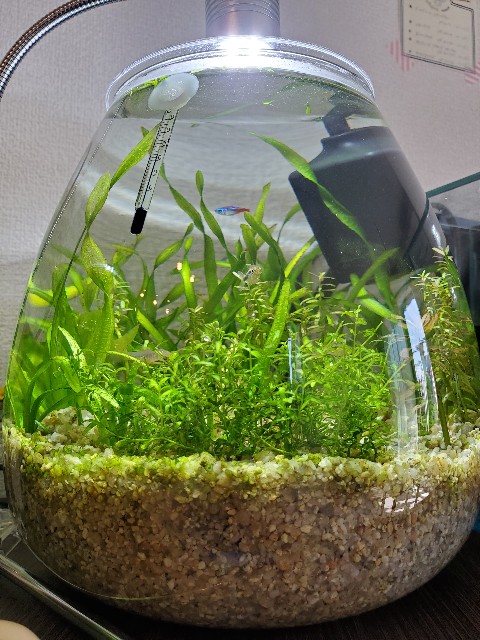 f:id:aquarium_asakura:20201014212205j:image