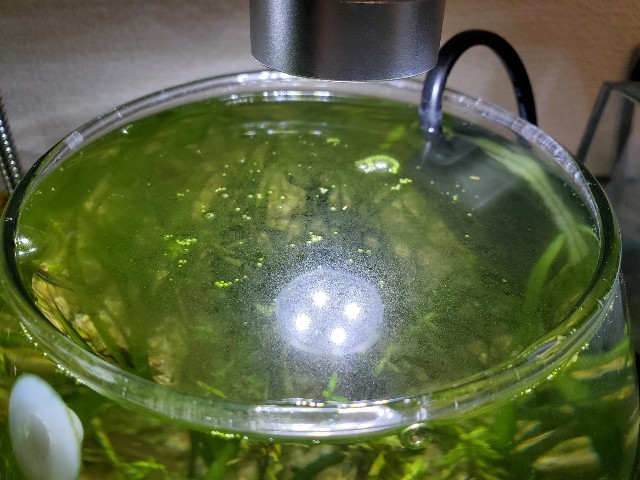 f:id:aquarium_asakura:20201014212430j:image