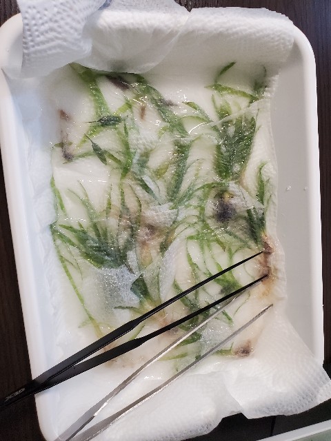 f:id:aquarium_asakura:20201014212607j:image