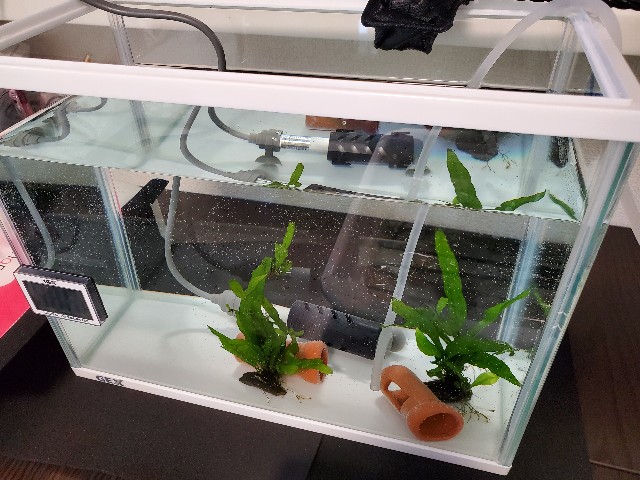 f:id:aquarium_asakura:20201014212641j:image