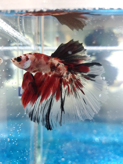 f:id:aquarium_asakura:20201014213755j:image