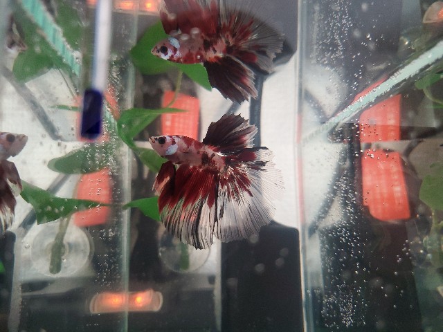 f:id:aquarium_asakura:20201014213817j:image