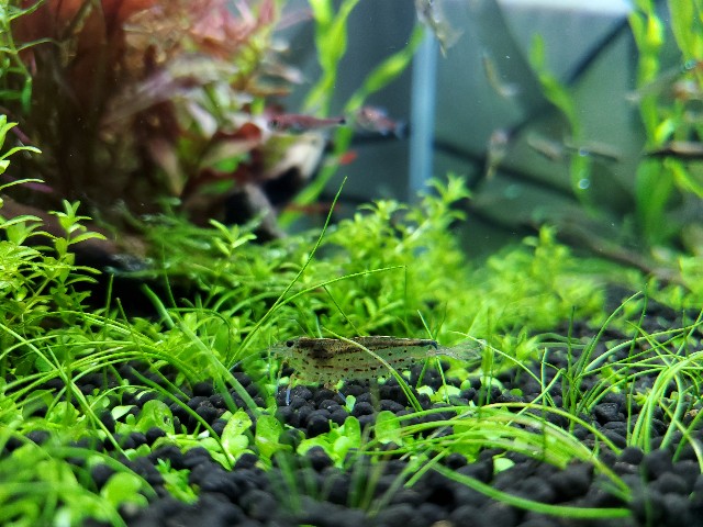 f:id:aquarium_asakura:20201014214058j:image