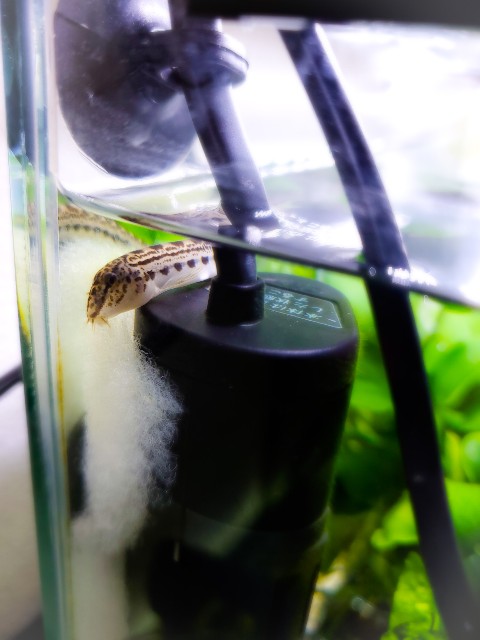f:id:aquarium_asakura:20201014214116j:image