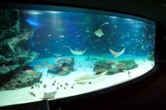 f:id:aquariumnews:20170416221509j:plain f:id:aquariumnews:20170416221509j:plain