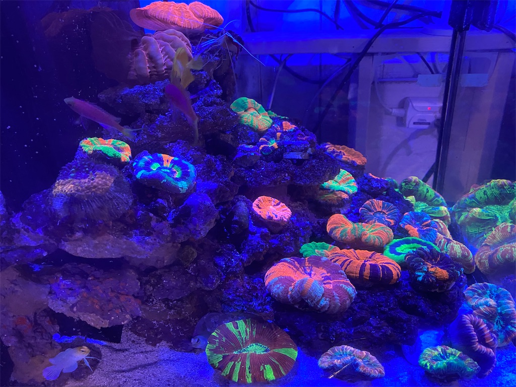 f:id:aquariumnori:20210619091412j:image
