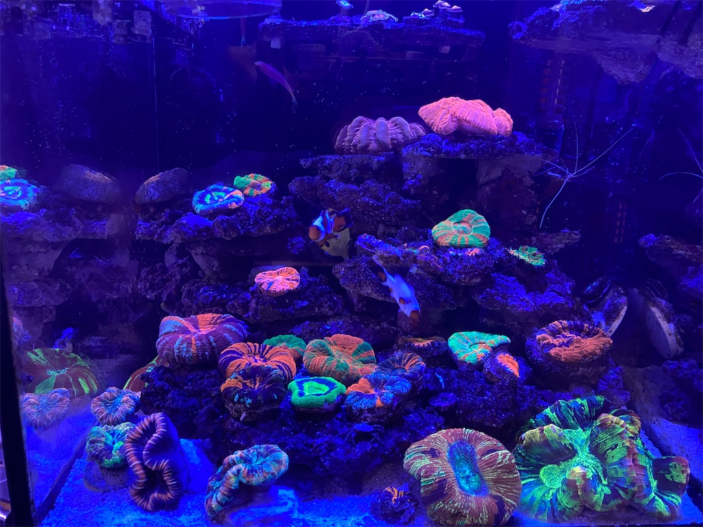 f:id:aquariumnori:20210619091418j:image