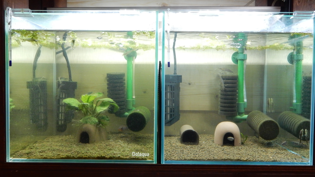 f:id:aquaticplants:20170530144918j:plain f:id:aquaticplants:20170530144918j:plain