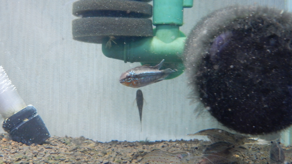 f:id:aquaticplants:20170530145039j:plain f:id:aquaticplants:20170530145039j:plain