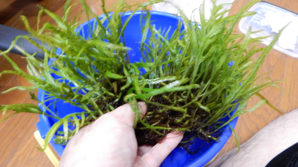f:id:aquaticplants:20170626205214j:plain f:id:aquaticplants:20170626205214j:plain