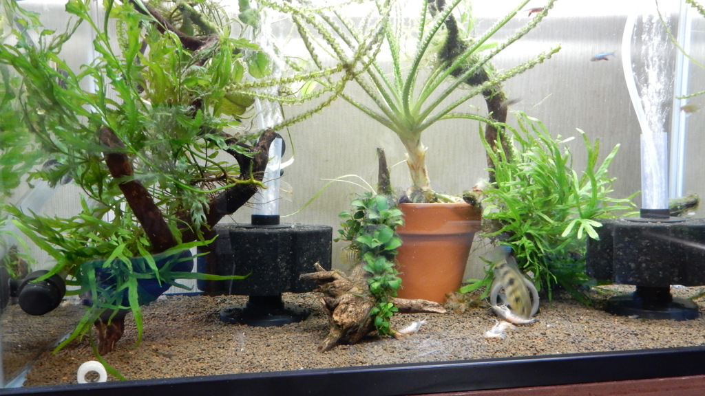 f:id:aquaticplants:20170626205218j:plain f:id:aquaticplants:20170626205218j:plain