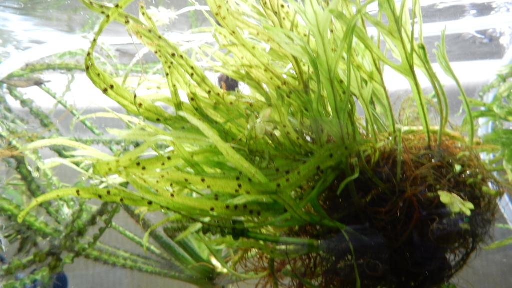 f:id:aquaticplants:20170626205220j:plain f:id:aquaticplants:20170626205220j:plain