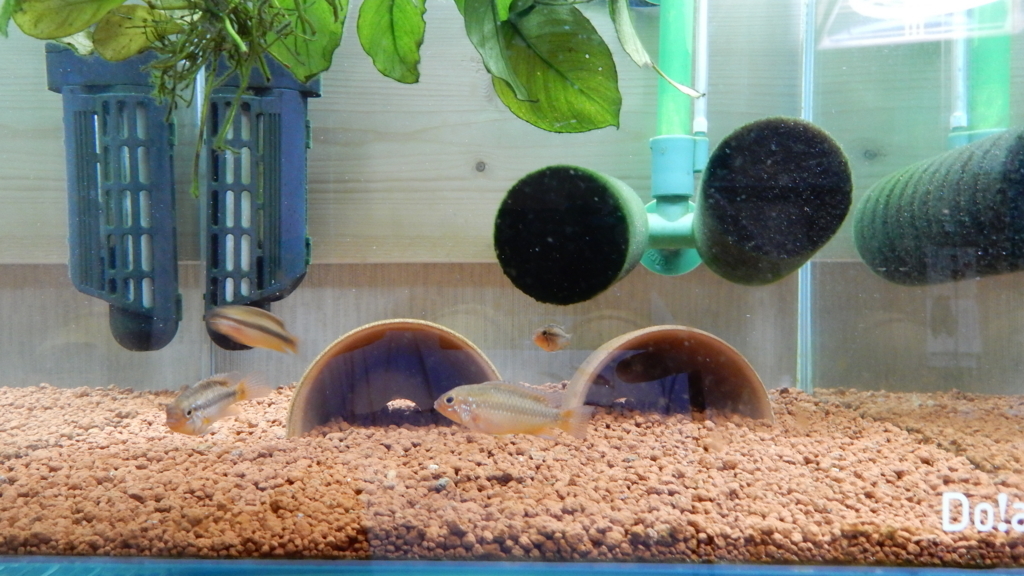 f:id:aquaticplants:20170810214108j:plain f:id:aquaticplants:20170810214108j:plain
