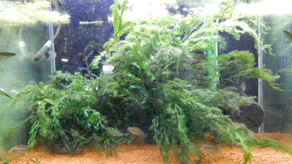 f:id:aquaticplants:20170810214111j:plain f:id:aquaticplants:20170810214111j:plain