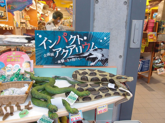 16 7 インパクト土産 揃ってます きょうのアクアトト