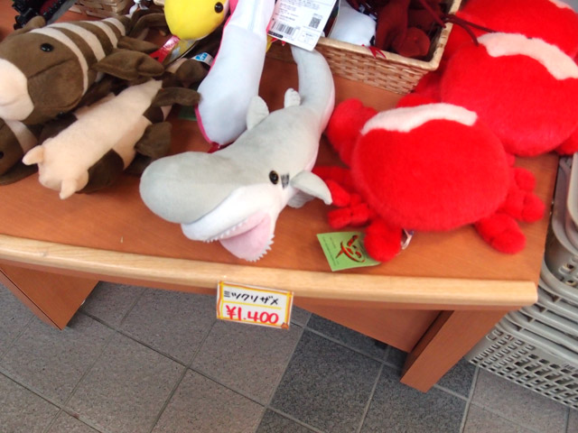 16 7 インパクト土産 揃ってます きょうのアクアトト