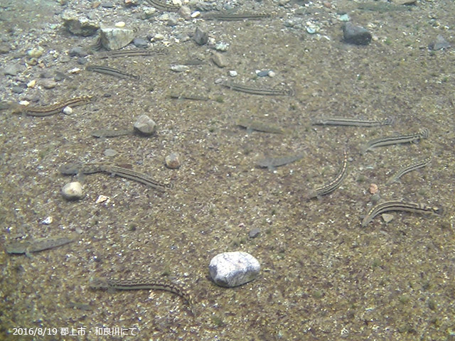 f:id:aquatottotoday:20160823174700j:plain