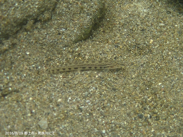 f:id:aquatottotoday:20160823174702j:plain