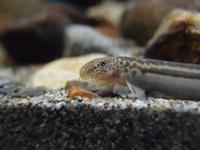 f:id:aquatottotoday:20160909034458j:plain