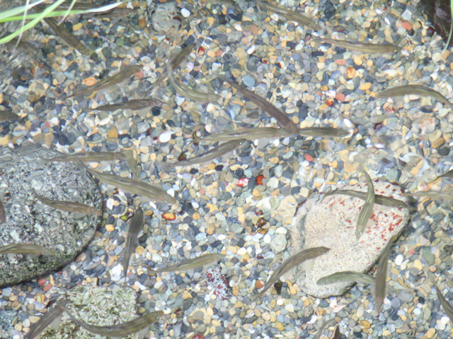 f:id:aquatottotoday:20161006054642j:plain