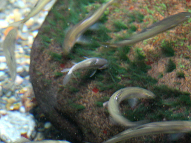 f:id:aquatottotoday:20161006054646j:plain