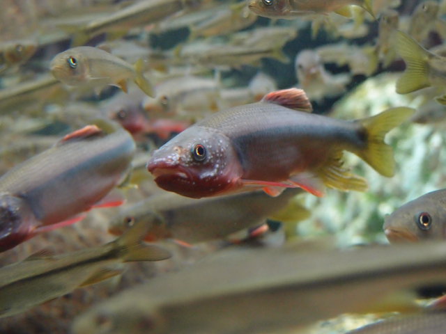 f:id:aquatottotoday:20161015051321j:plain