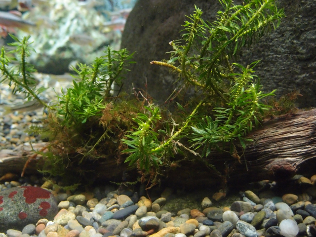 f:id:aquatottotoday:20161015051322j:plain