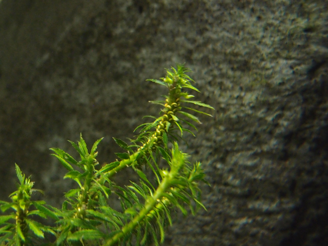 f:id:aquatottotoday:20161015051323j:plain