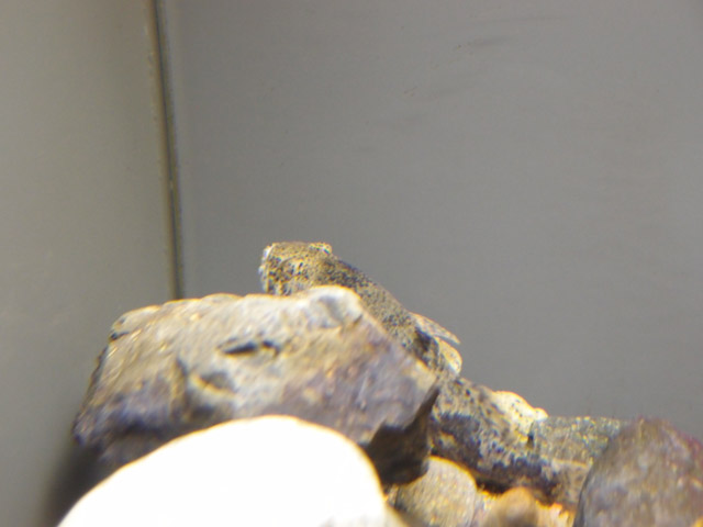 f:id:aquatottotoday:20161226052057j:plain