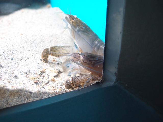 f:id:aquatottotoday:20170128055252j:plain f:id:aquatottotoday:20170128055252j:plain