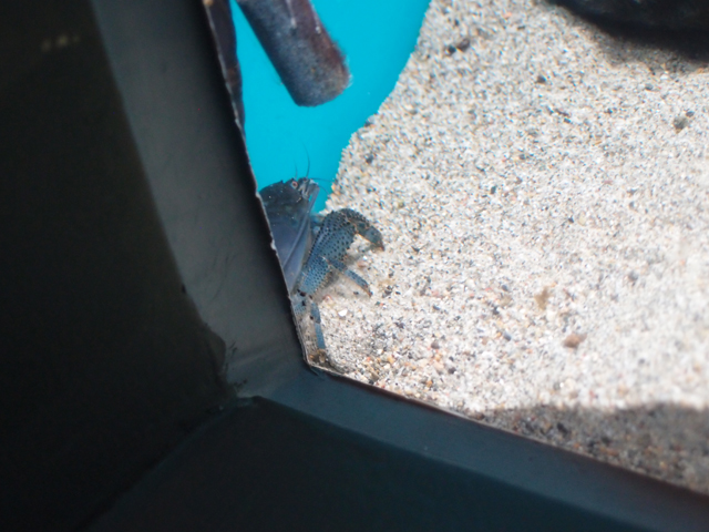 f:id:aquatottotoday:20170128055253j:plain f:id:aquatottotoday:20170128055253j:plain