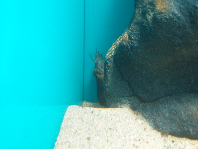 f:id:aquatottotoday:20170128055254j:plain f:id:aquatottotoday:20170128055254j:plain