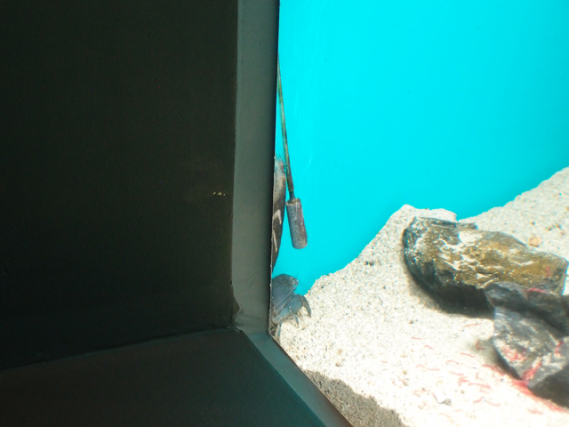 f:id:aquatottotoday:20170128055255j:plain f:id:aquatottotoday:20170128055255j:plain