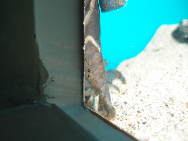 f:id:aquatottotoday:20170128055256j:plain f:id:aquatottotoday:20170128055256j:plain