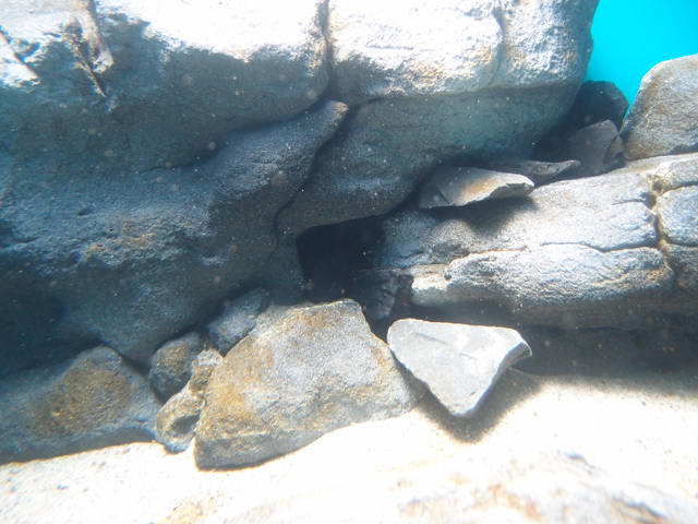 f:id:aquatottotoday:20170128055257j:plain f:id:aquatottotoday:20170128055257j:plain