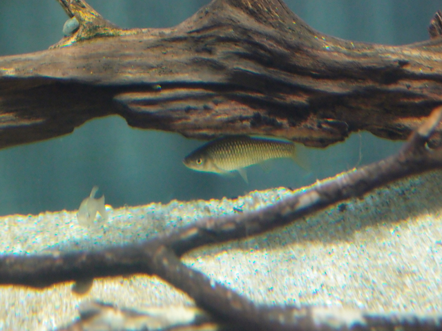 f:id:aquatottotoday:20180414112456j:plain