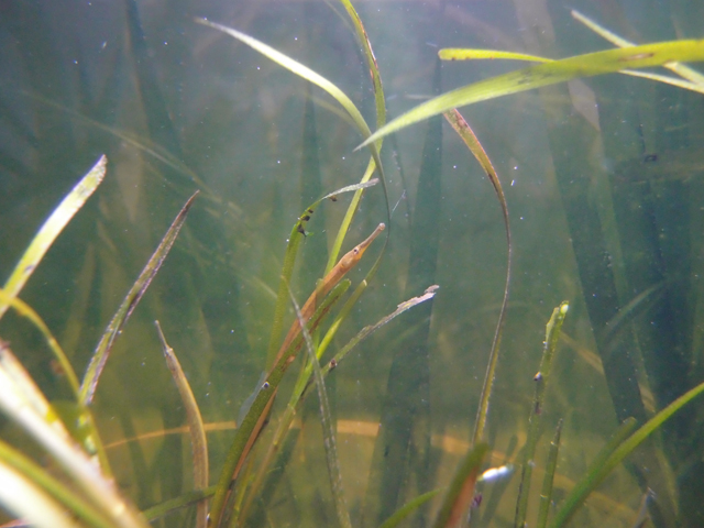 f:id:aquatottotoday:20180427120715j:plain f:id:aquatottotoday:20180427120715j:plain