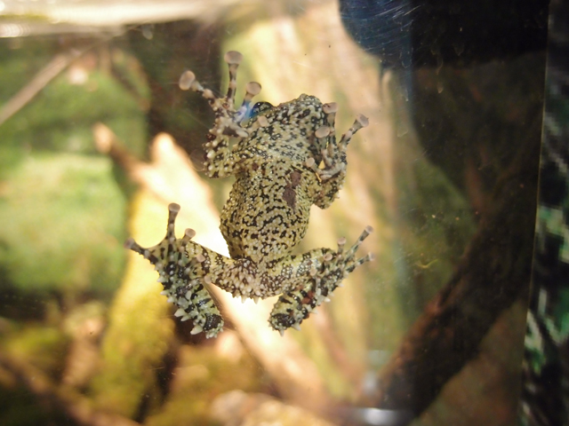 f:id:aquatottotoday:20180427120717j:plain f:id:aquatottotoday:20180427120717j:plain