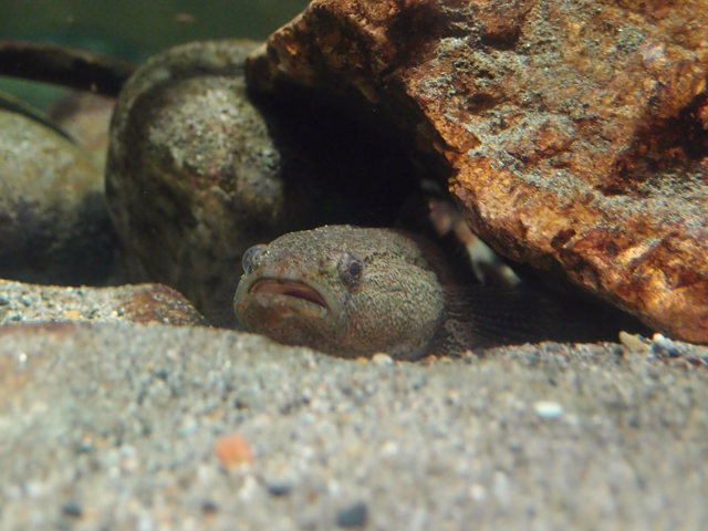 f:id:aquatottotoday:20180703111555j:plain f:id:aquatottotoday:20180703111555j:plain