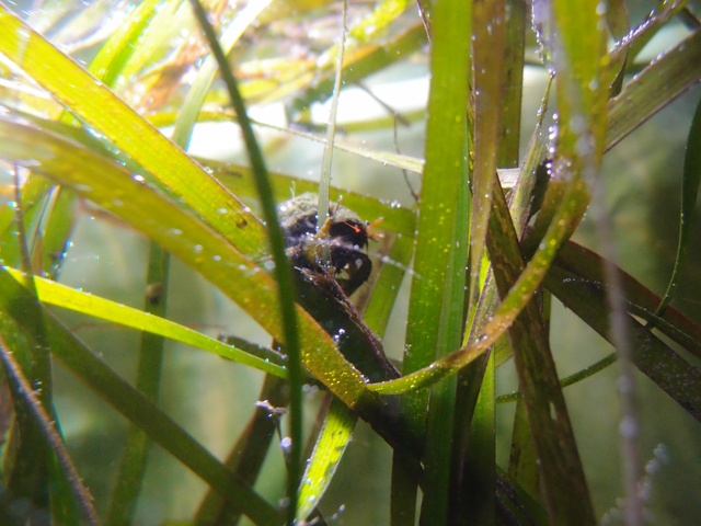 f:id:aquatottotoday:20180703111603j:plain f:id:aquatottotoday:20180703111603j:plain