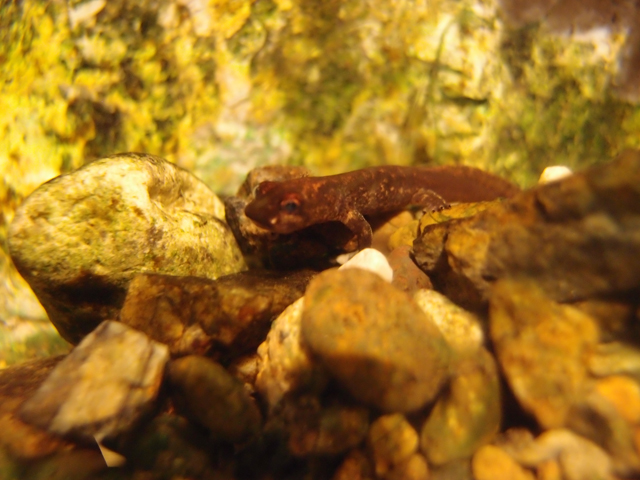 f:id:aquatottotoday:20181110113635j:plain