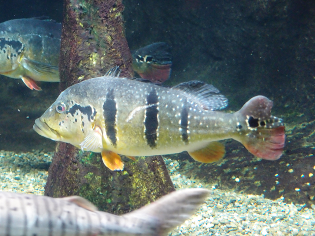 2019/3/16 その名は「キクラ・テメンシス」 - きょうのアクアトト