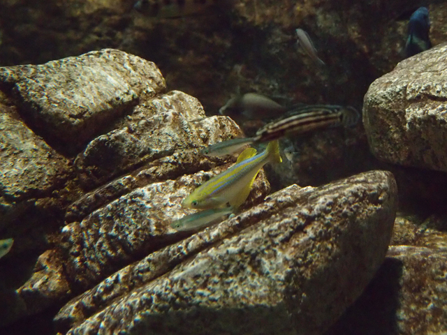 f:id:aquatottotoday:20190915151540j:plain