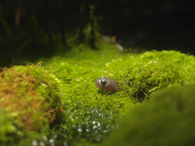 f:id:aquatottotoday:20200109184841j:plain f:id:aquatottotoday:20200109184841j:plain